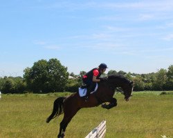 Springpferd Looping Luzie (Holsteiner, 2018, von Casall)