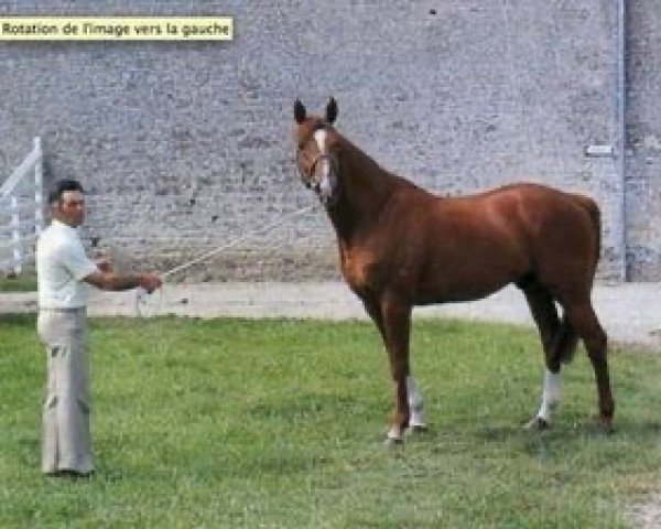 stallion Saint Come (Selle Français, 1984, from Grand Veneur)