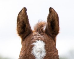 dressage horse Letsfly Raya (German Riding Pony, 2022, from Dark Dornik)