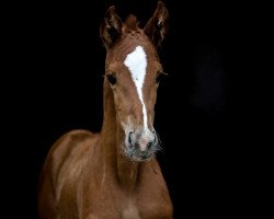 dressage horse Bella Donné (Oldenburg, 2021, from Bonds)