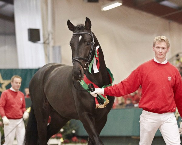 stallion Superio (Westphalian, 2008, from Sorento OLD)