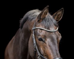 horse Willi Winzig 18 (Hanoverian, 2010, from Weltmeyer)