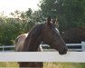 dressage horse Kändlers Callisto (Hanoverian, 2010, from Christ)