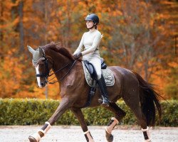 dressage horse Samurai 442 (Westphalian, 2006, from Sir Donnerhall I)