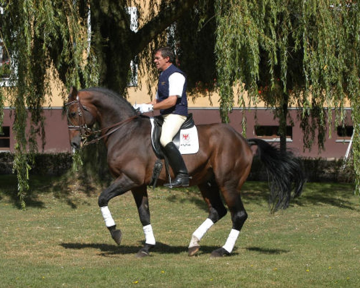 stallion Frühlingsbote (Westphalian, 1984, from Frühlingsball)