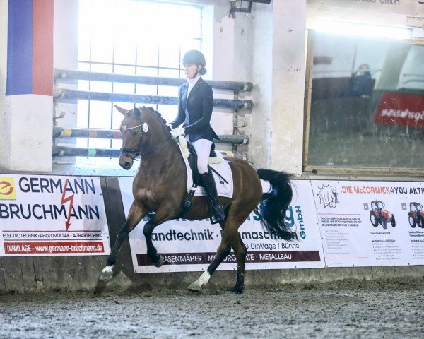 dressage horse On Top 8 (German Riding Pony, 2017, from Grenzhoehes Olivier K WE)