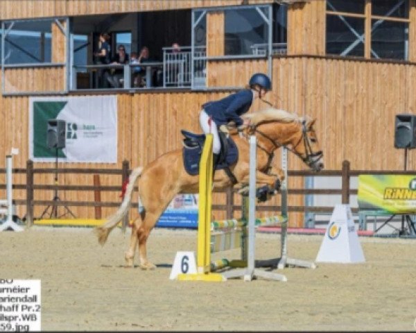 Springpferd Flory 38 (Haflinger, 2016)