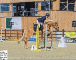 jumper Flory 38 (Haflinger, 2016)