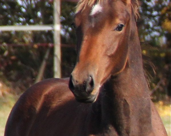Springpferd Carlos 769 (Westfale, 2012, von Carell)