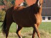 broodmare Peru (Westphalian, 2001, from Pilot)