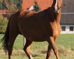 broodmare Peru (Westphalian, 2001, from Pilot)