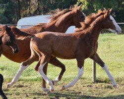 Springpferd Amazing Star Jm (Westfale, 2012, von A Lee Spring Power)