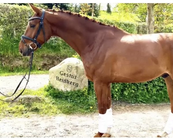 dressage horse Pw's Veni Vidi Vici (Oldenburg, 2018, from Blue Hors Veneziano)