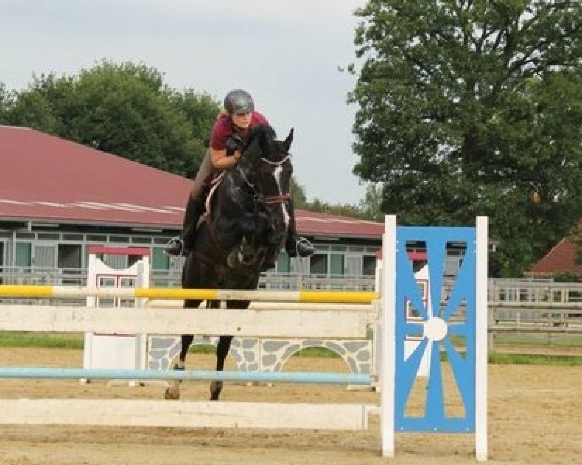 dressage horse Mirabella 17 (Oldenburg, 2003, from Sir Oldenburg)