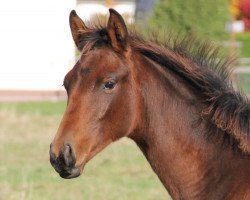 Springpferd Chinchilla 12 (Westfale, 2012, von Chin Win)