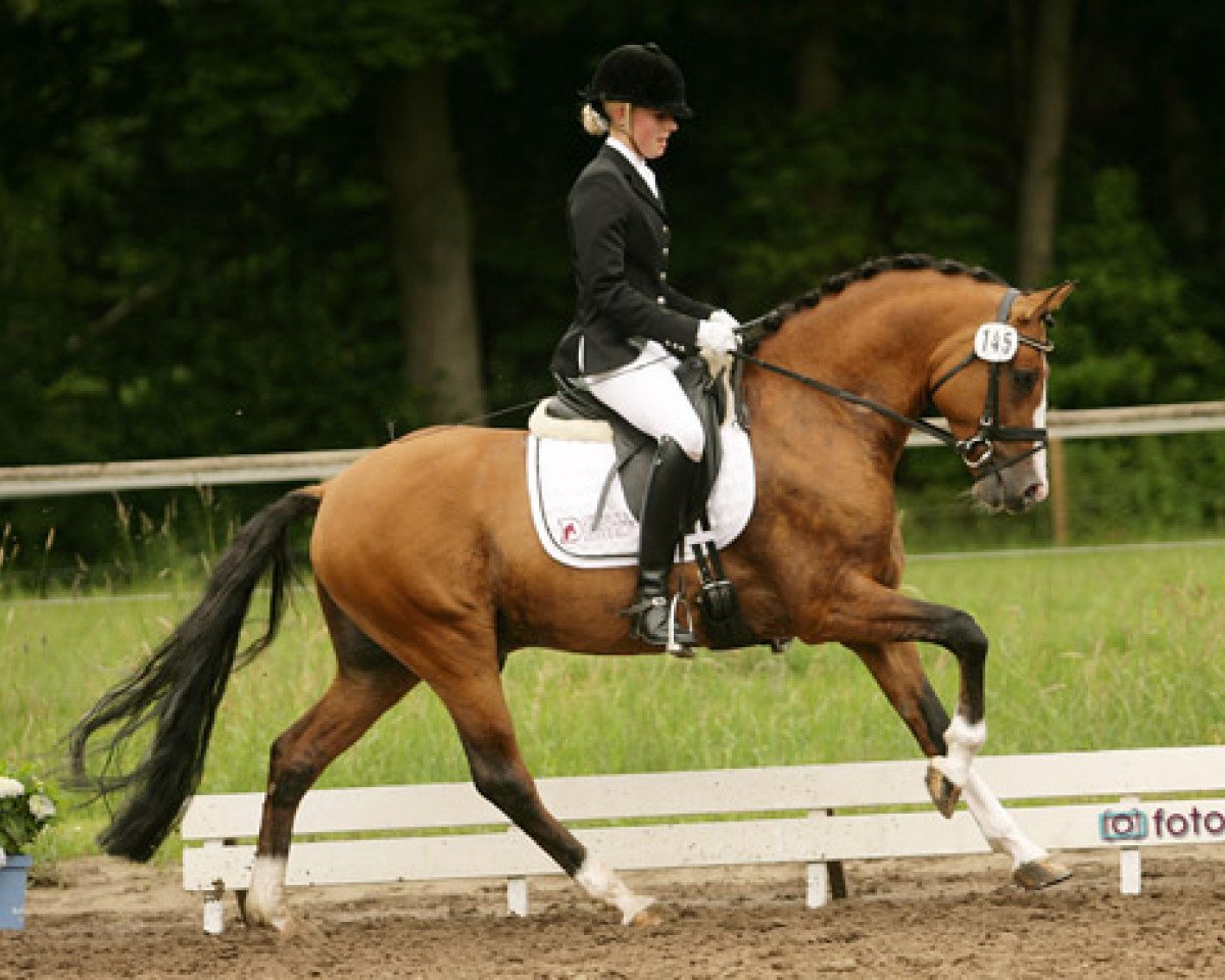 stallion Darlington D (German Riding Pony, 2008, from FS Don't Worry)