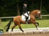 stallion Darlington D (German Riding Pony, 2008, from FS Don't Worry)