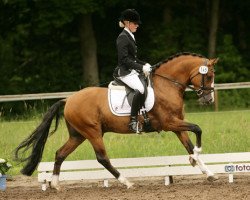 stallion Darlington D (German Riding Pony, 2008, from FS Don't Worry)