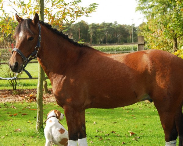 dressage horse Filou 1673 (German Riding Pony, 2002, from Famos)