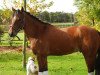 dressage horse Filou 1673 (German Riding Pony, 2002, from Famos)