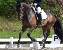 dressage horse Bakari Gold (Rhinelander, 2016, from HBS Backround)