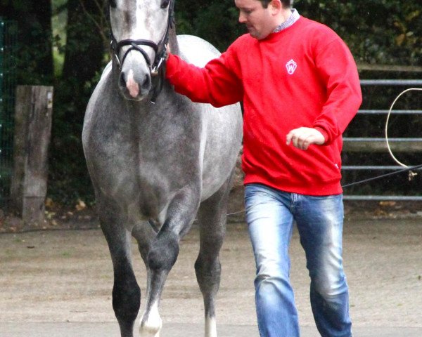 Springpferd Corliss (Westfale, 2010, von Cornado II)