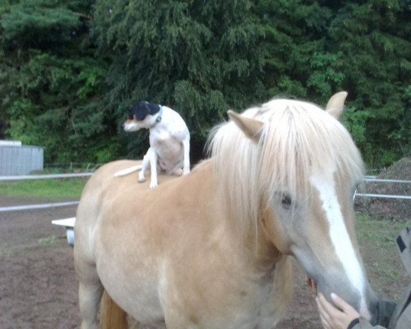 Pferd Adje van het Meulkeshof (Haflinger, 2005, von Ameus von Heiligen Blut)