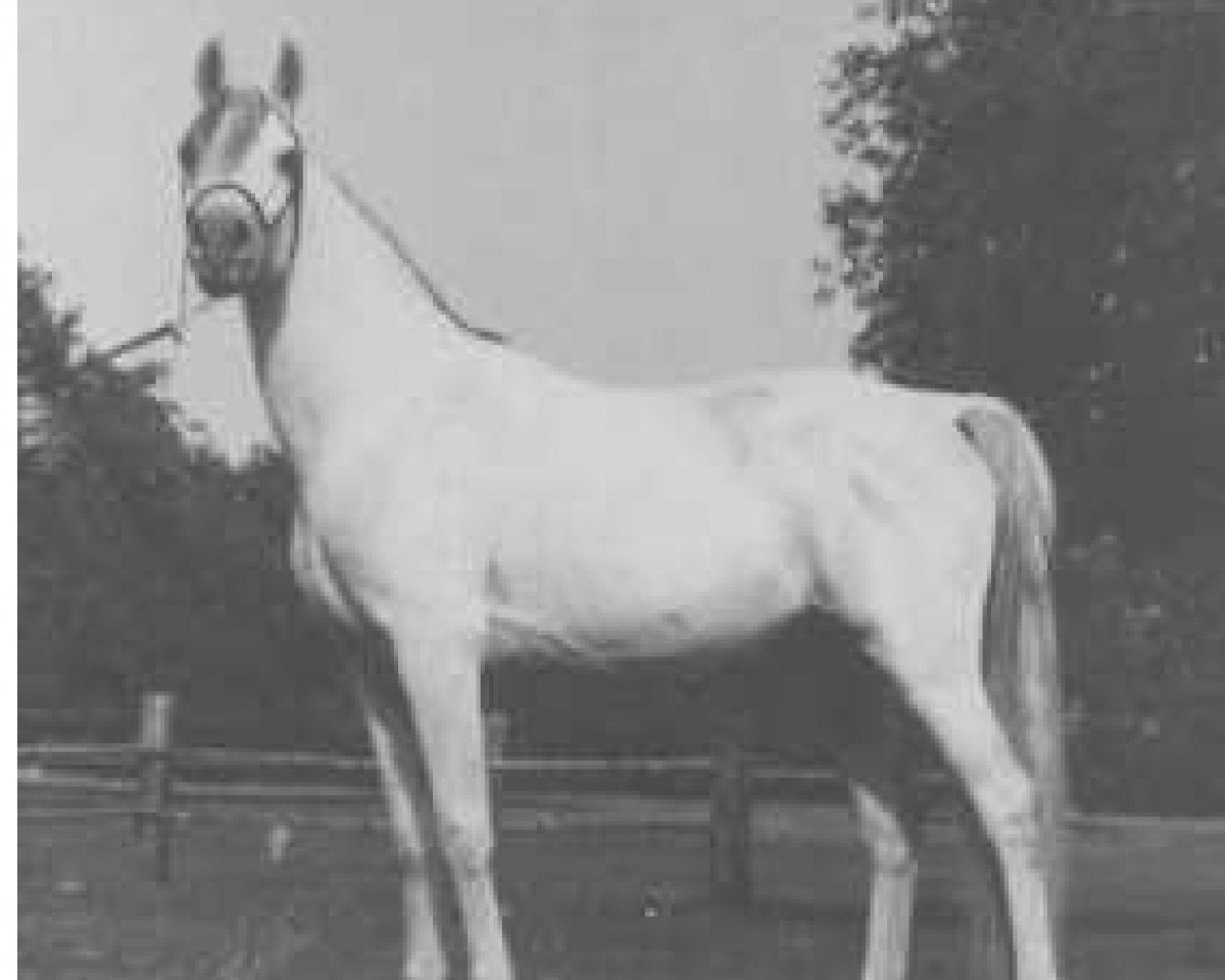 stallion Ahmal ox (Arabian purebred, 1968, from Galan ox)