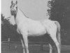 stallion Ahmal ox (Arabian thoroughbred, 1968, from Galan ox)