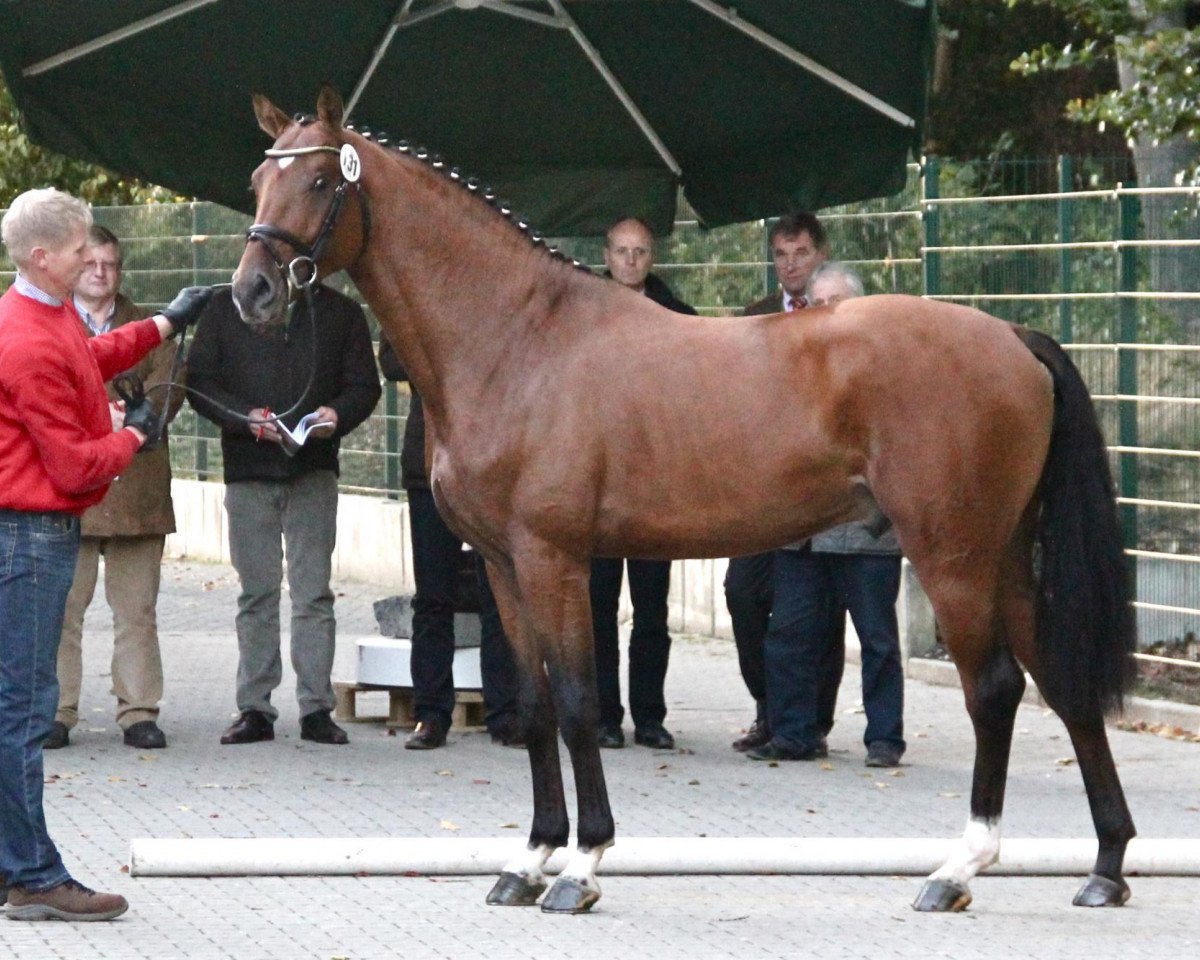 stallion Cipriani 7 (Hanoverian, 2010, from Cassini II)