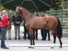 stallion Cipriani 7 (Hanoverian, 2010, from Cassini II)