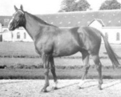 stallion Dicky (Selle Français, 1969, from Francilius xx)