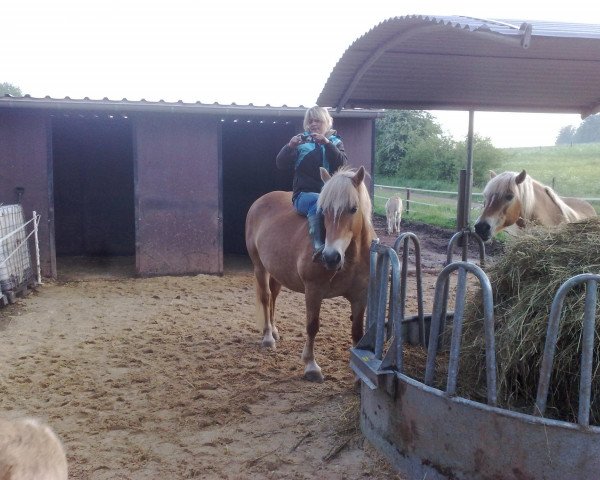 Zuchtstute Nikita (Haflinger, 2003, von Newos)