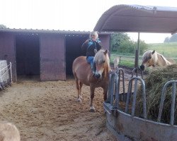 Pferd Nikita (Haflinger, 2003, von Newos)