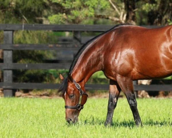 stallion Rubick xx (Thoroughbred, 2011, from Encosta De Lago xx)