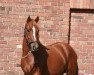 dressage horse Charly Star (German Riding Pony, 2016, from Can Dance 3)