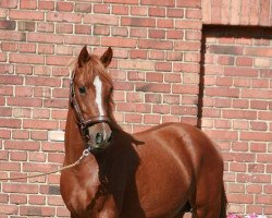 Dressurpferd Charly Star (Deutsches Reitpony, 2016, von Can Dance 3)