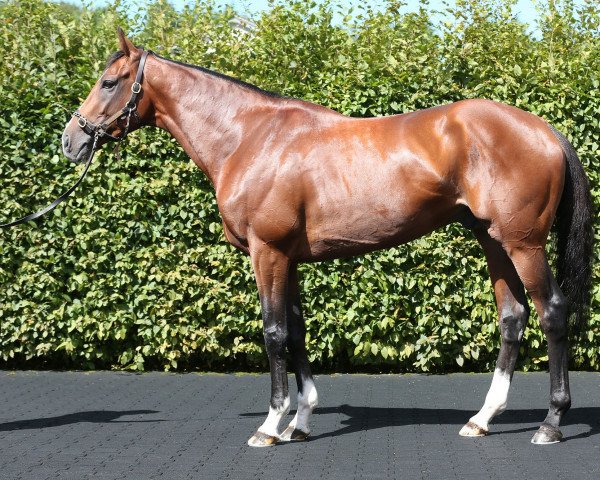 stallion Idaho xx (Thoroughbred, 2013, from Galileo xx)