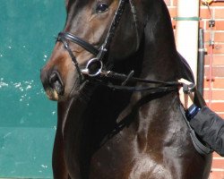 stallion Black Rock H (Westphalian, 2010, from Black Jack 175)