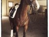 dressage horse Buschhof (Rhinelander, 2005, from Geronimo B)