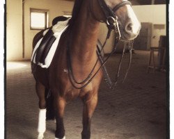 dressage horse Buschhof (Rhinelander, 2005, from Geronimo B)