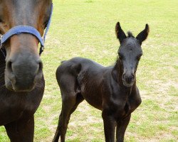 dressage horse Fion TS (Westphalian, 2022, from Finest)