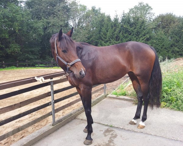 broodmare La Luna Chiara (Oldenburg, 1997, from Lafitte)