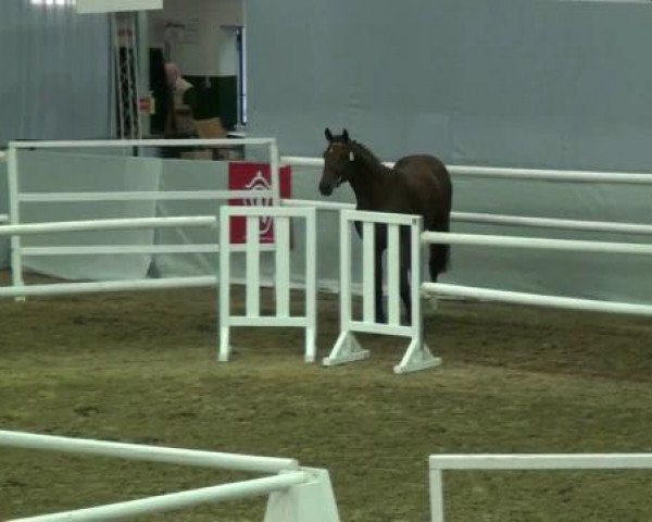 stallion Fantastic (KWPN (Royal Dutch Sporthorse), 2010, from Carambole)