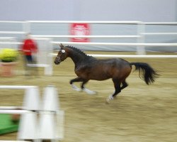 Springpferd Hengst von Corlensky G (Westfale, 2010, von Corlensky G)