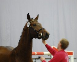 jumper Hubert K (Westphalian, 2010, from Christoph Columbus)