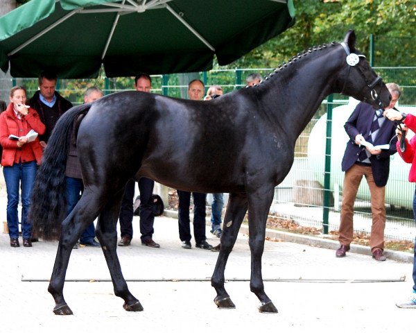 dressage horse Shakiro 13 (Westphalian, 2010, from Sir Shutterfly)