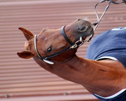 dressage horse Accountancy Farsto (KWPN (Royal Dutch Sporthorse), 2010, from Watermill Scandic)