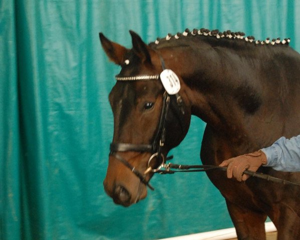 dressage horse Sergio Lione (Westphalian, 2010, from Sarkozy 3)