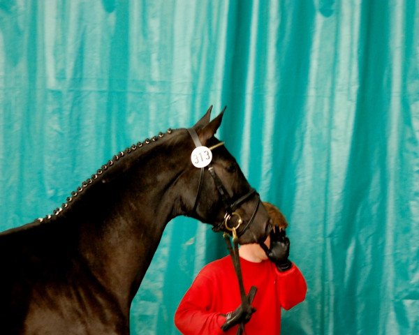 dressage horse Schwarzer Mond (Westphalian, 2010, from Sarkozy 3)